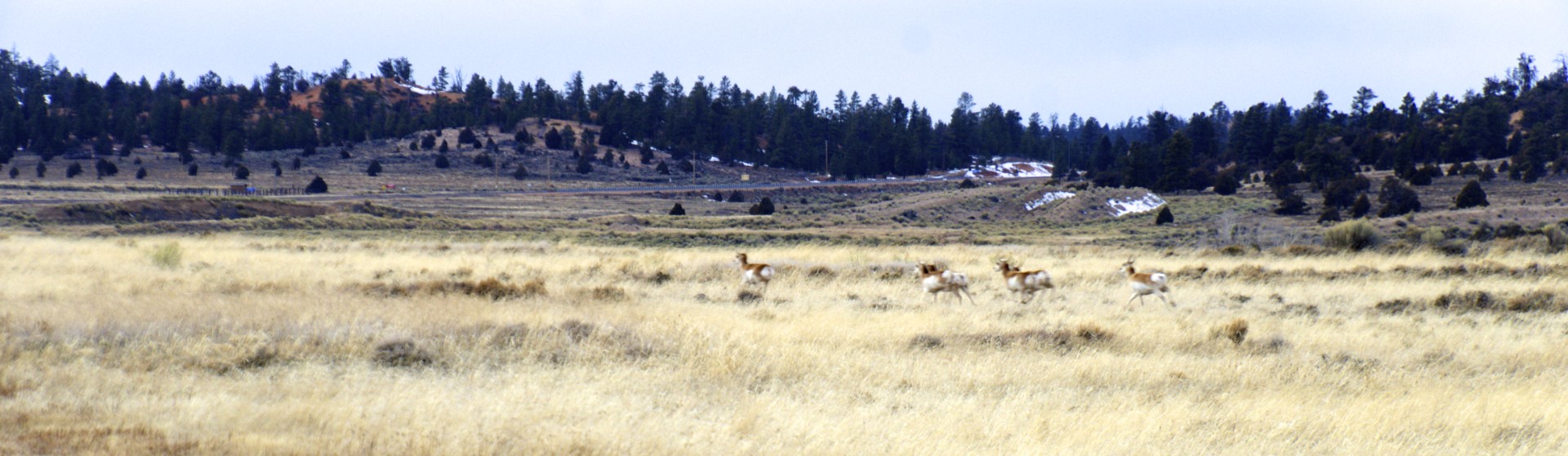 Antelope - gallery