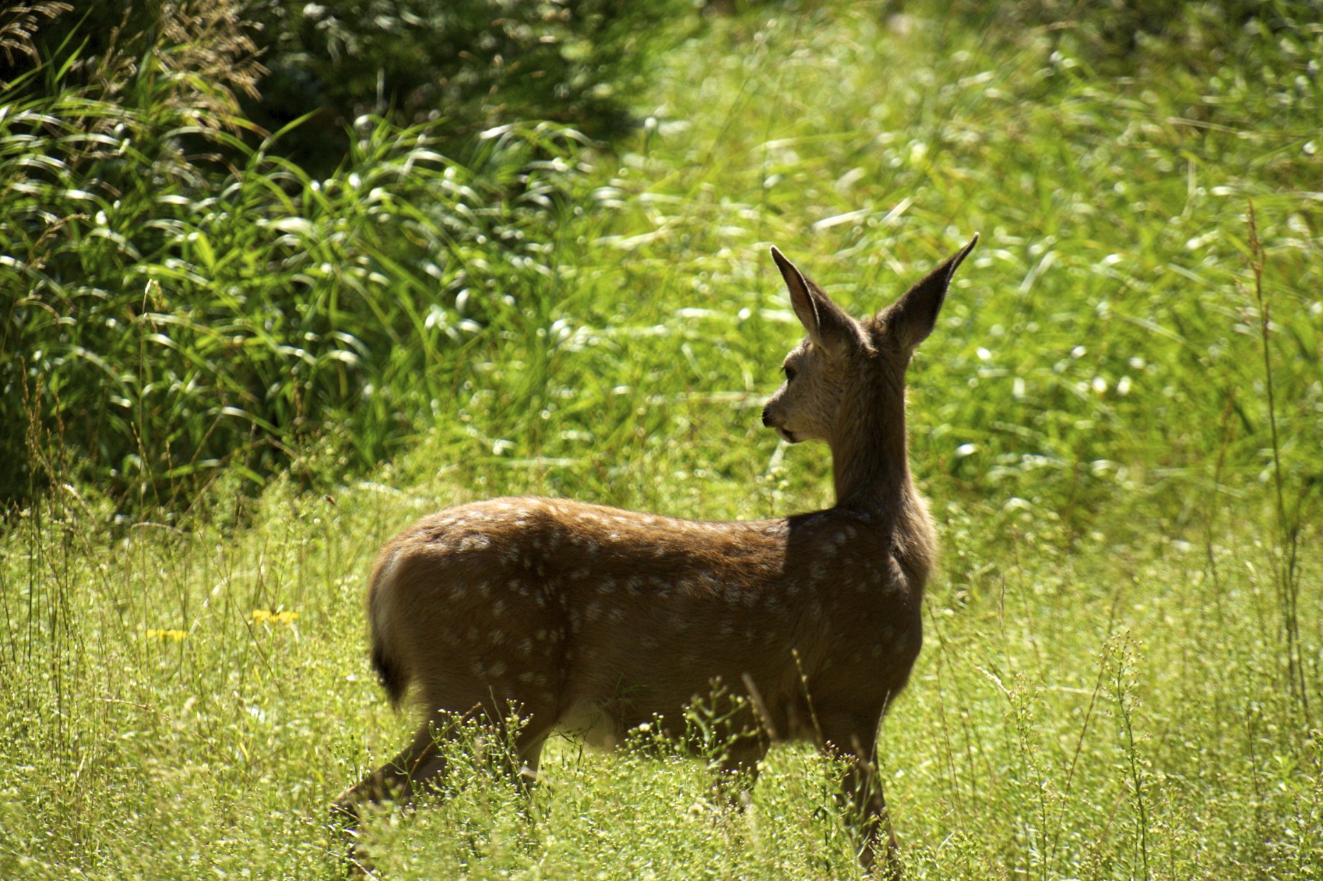 Baby Deer - gallery