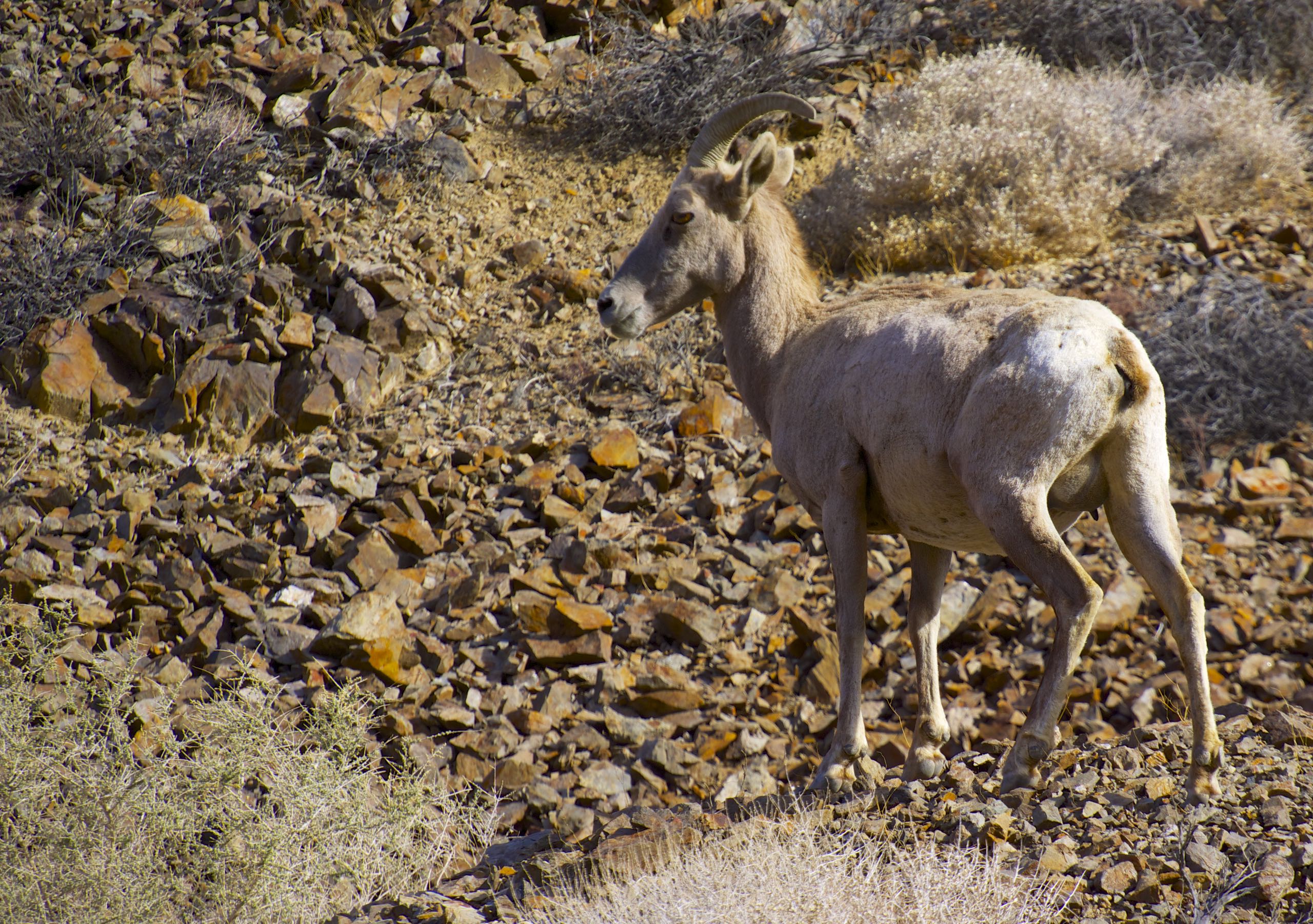 Bighorn