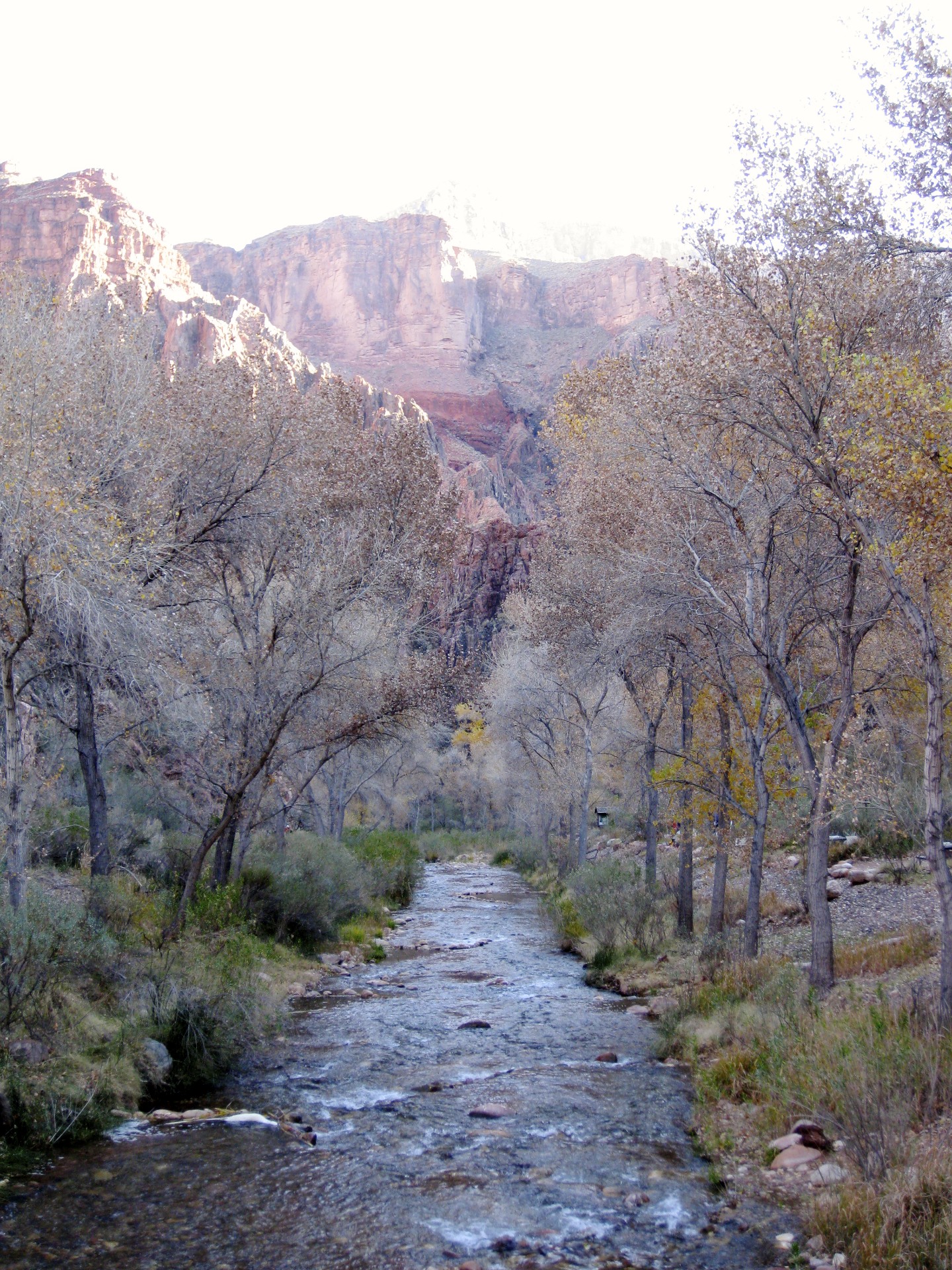 Bright Angel Creek - gallery