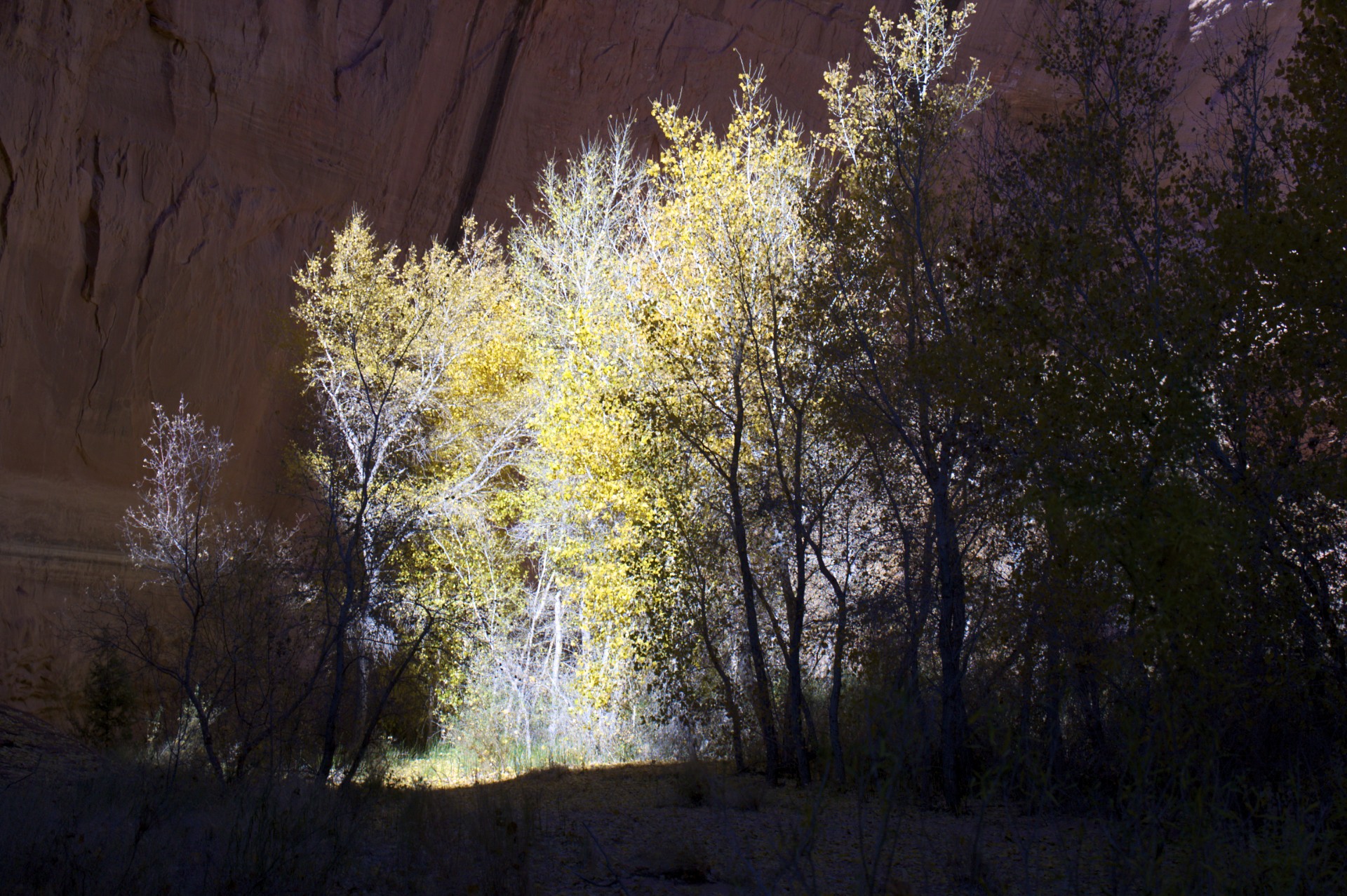 Bright Trees - gallery