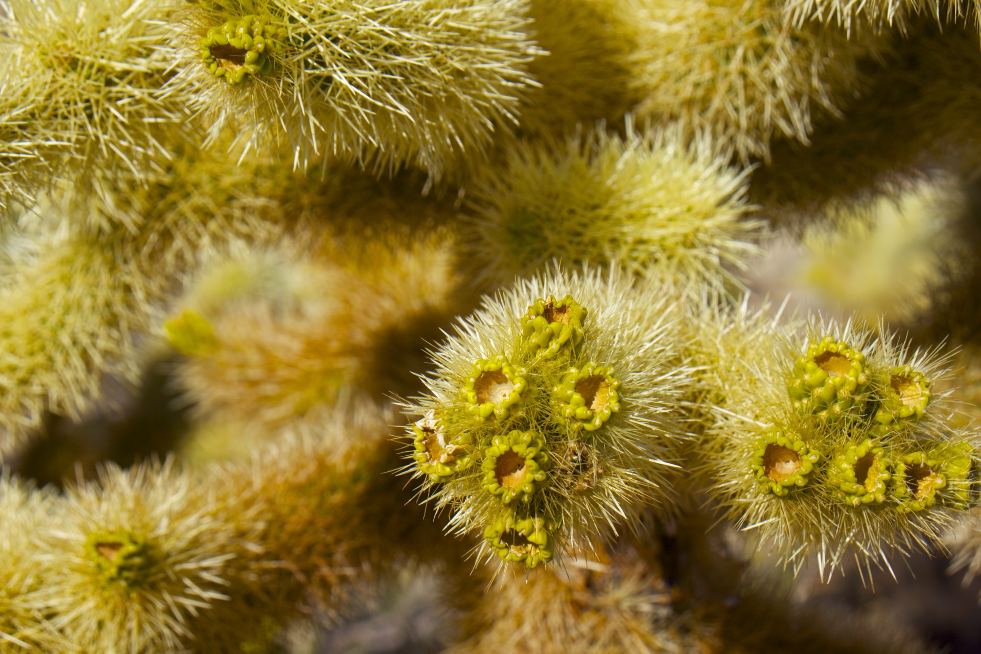Buds - gallery