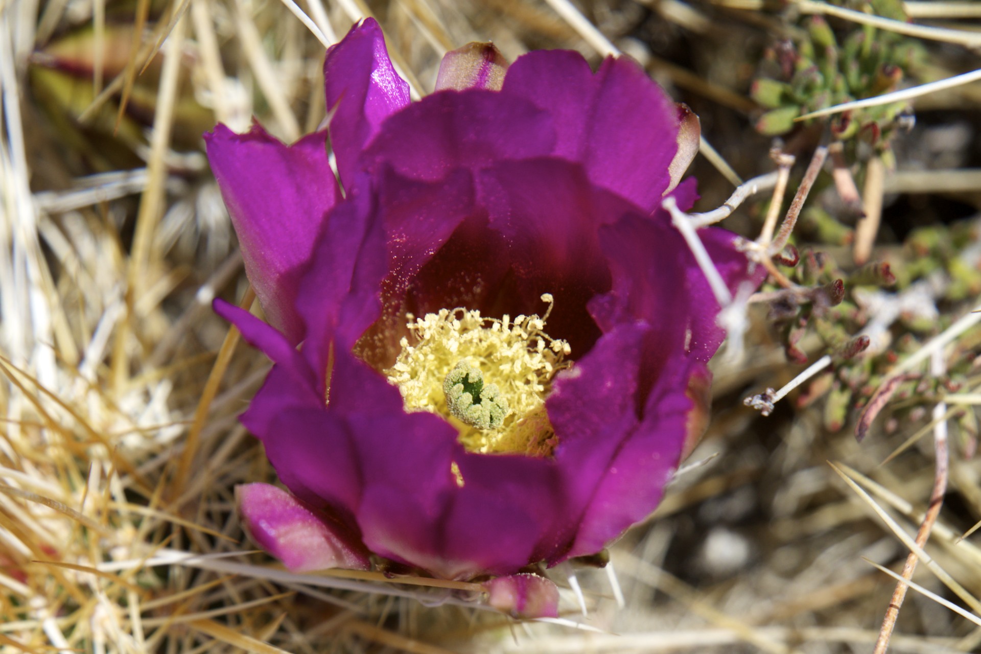 Cactus Flower - gallery