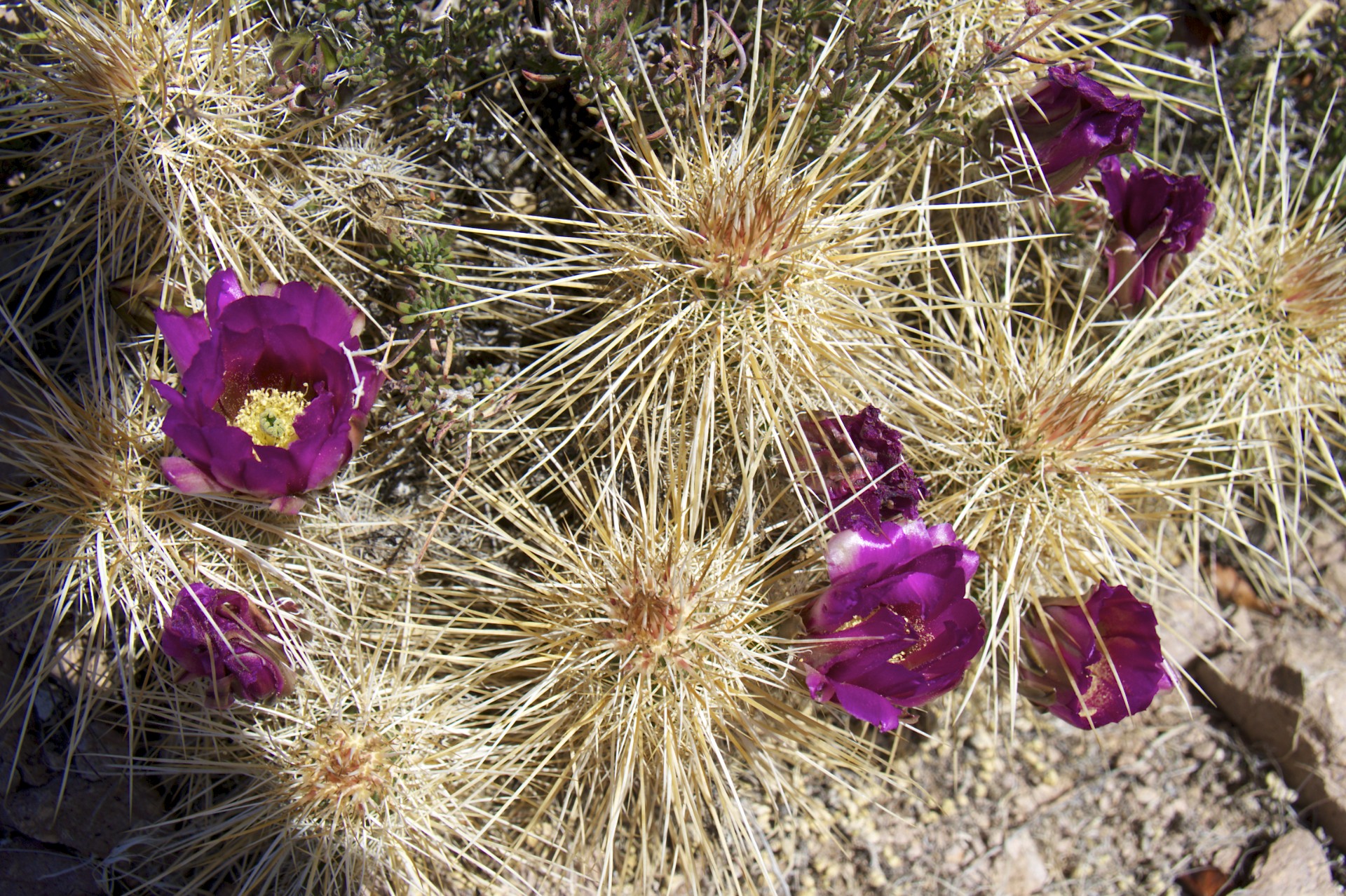 Cactus Flower - gallery