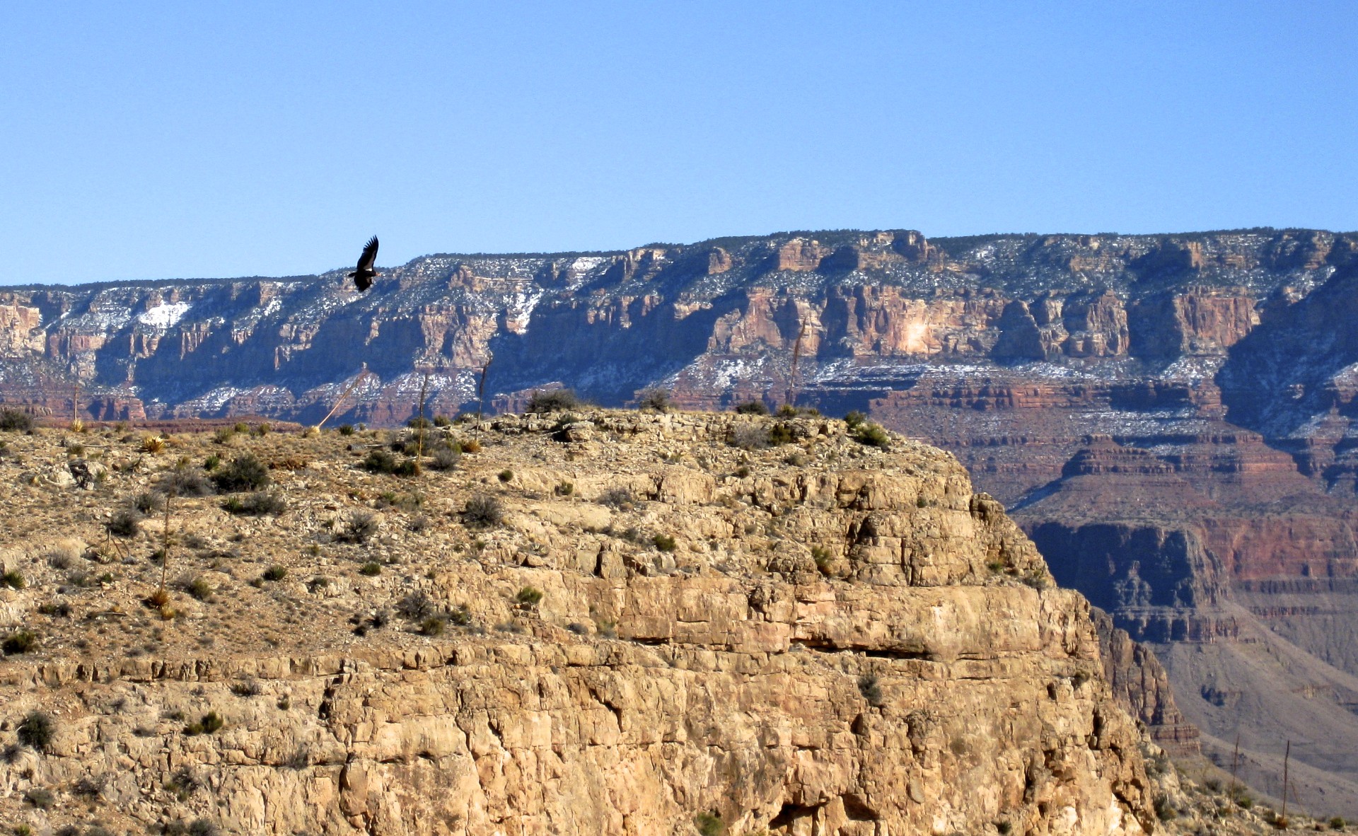 California Condor - gallery