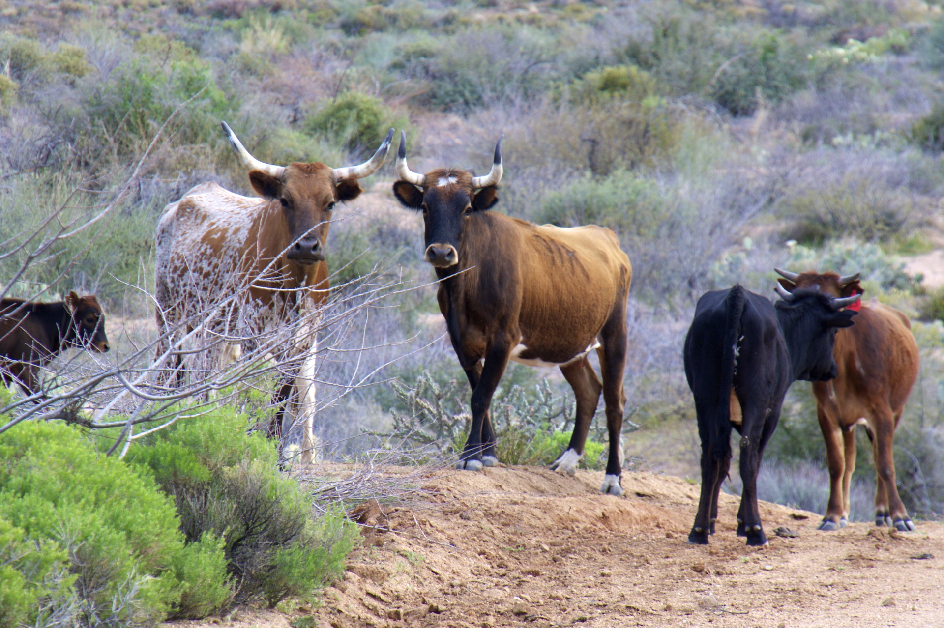 Cattle - gallery