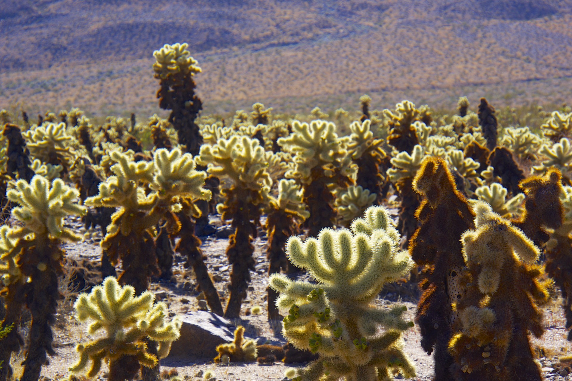 Cholla Forest - gallery