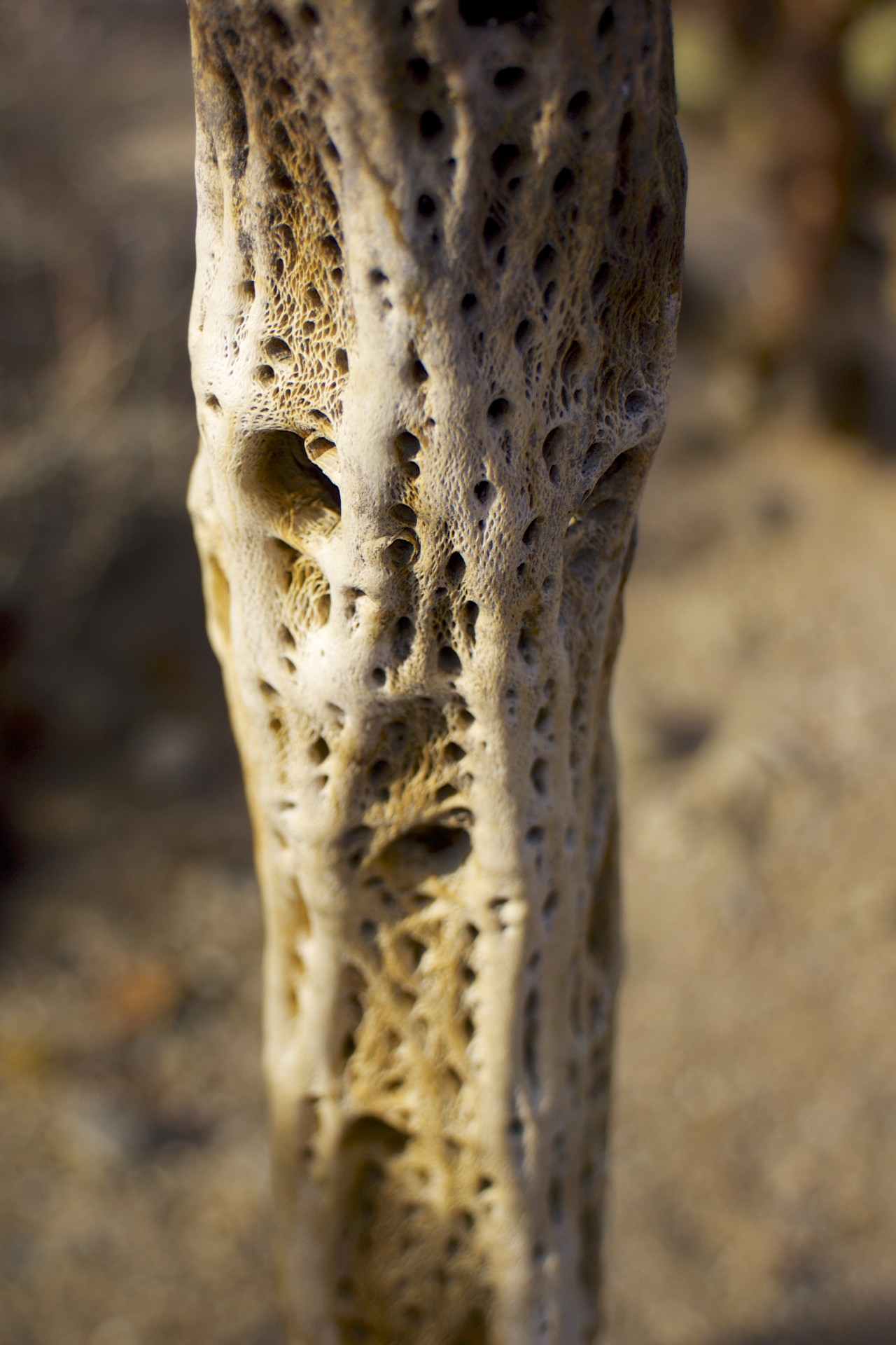 Cholla Skeleton - gallery