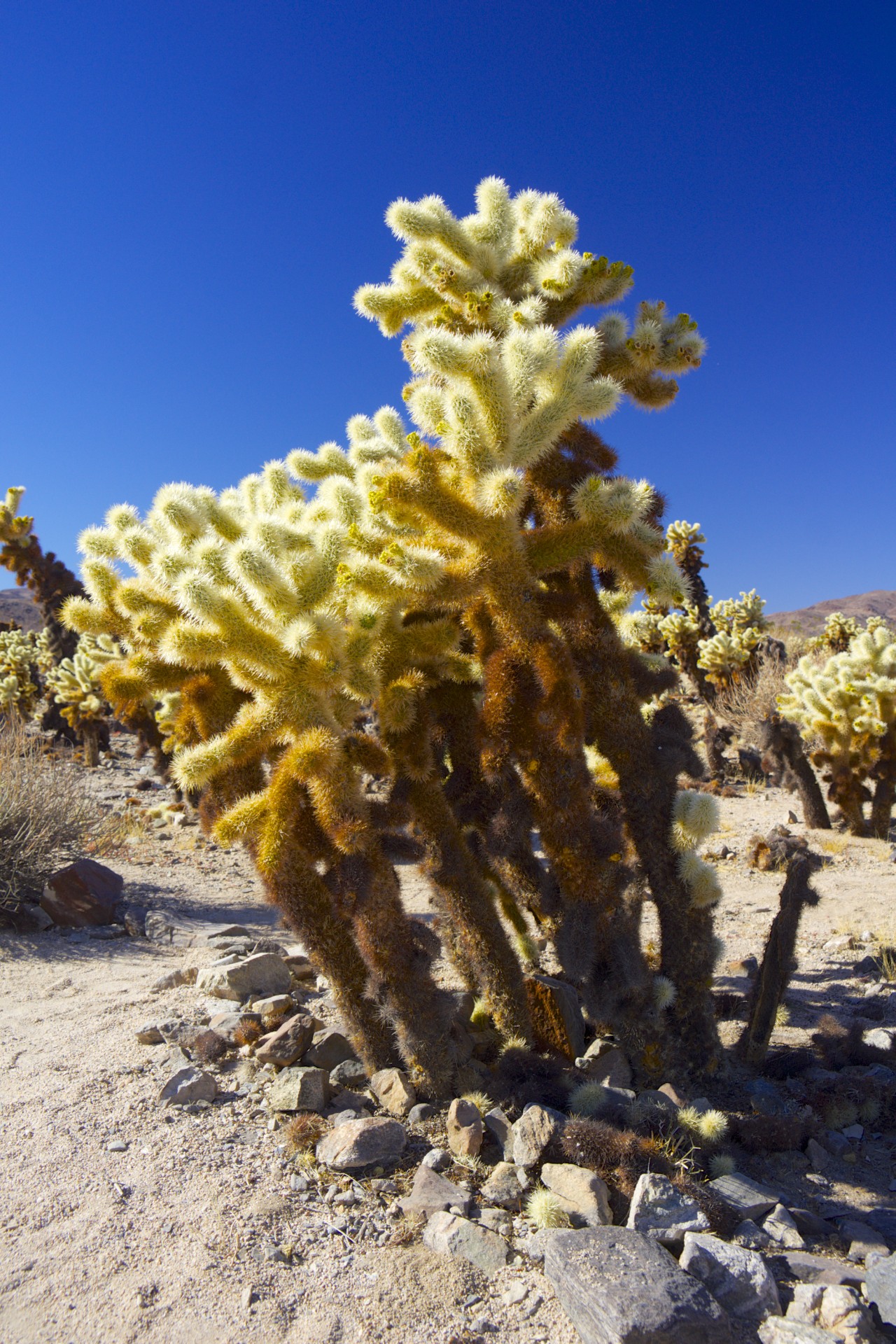 Cholla - gallery