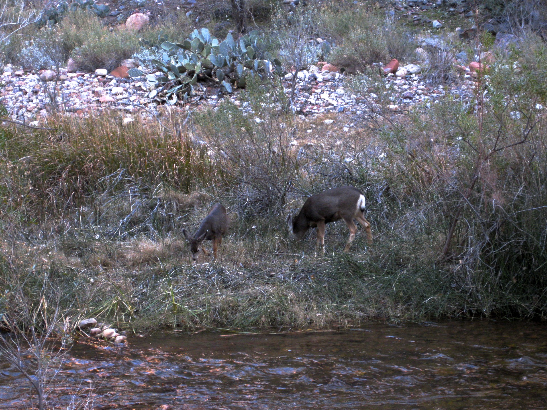 Deer at Bright Angel - gallery