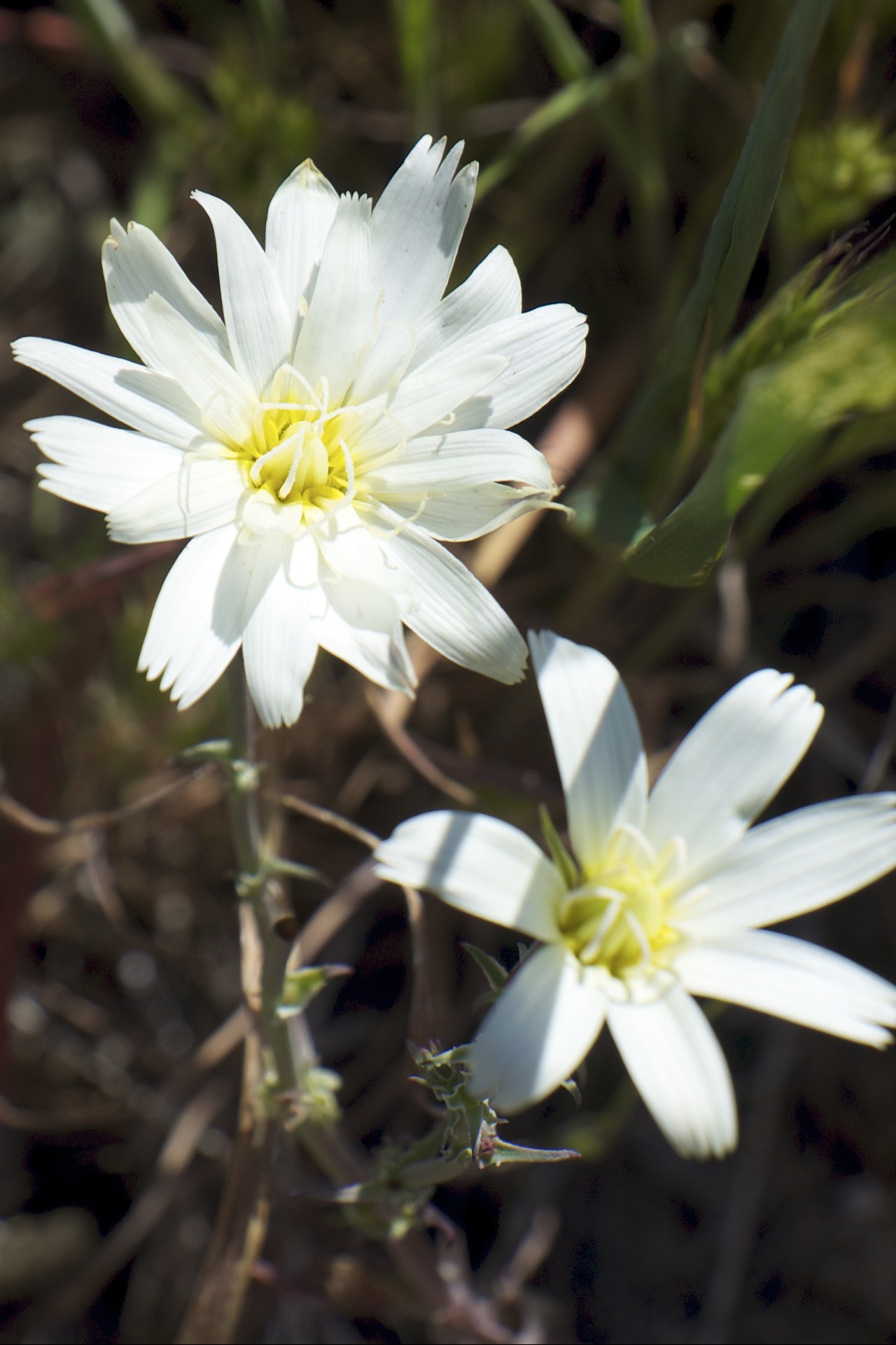 Desert Bloom - gallery