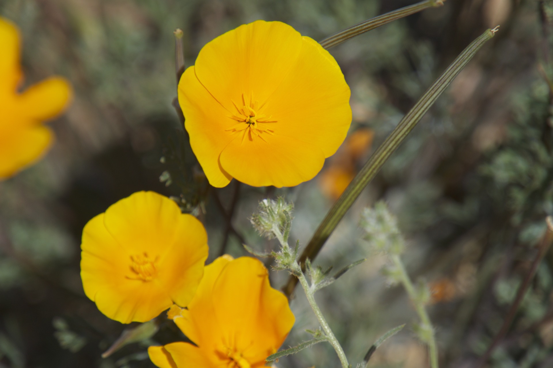 Desert Blooms - gallery