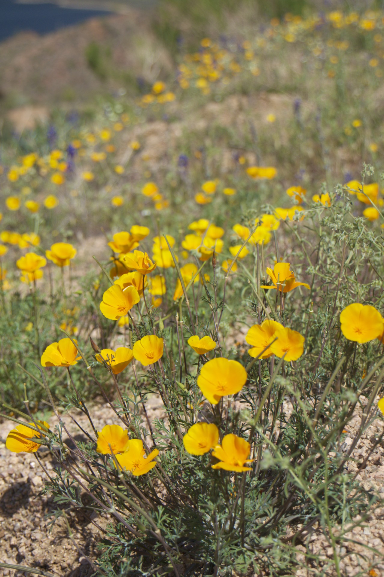 Desert Blooms - gallery