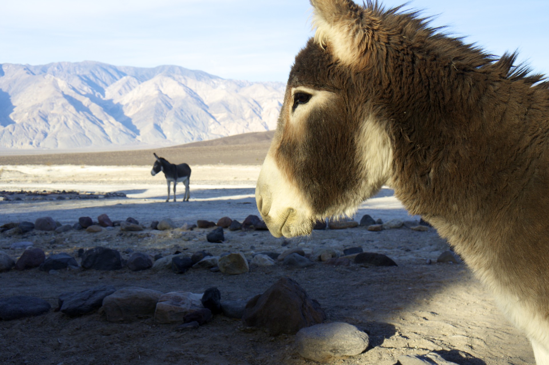 Desert Burros