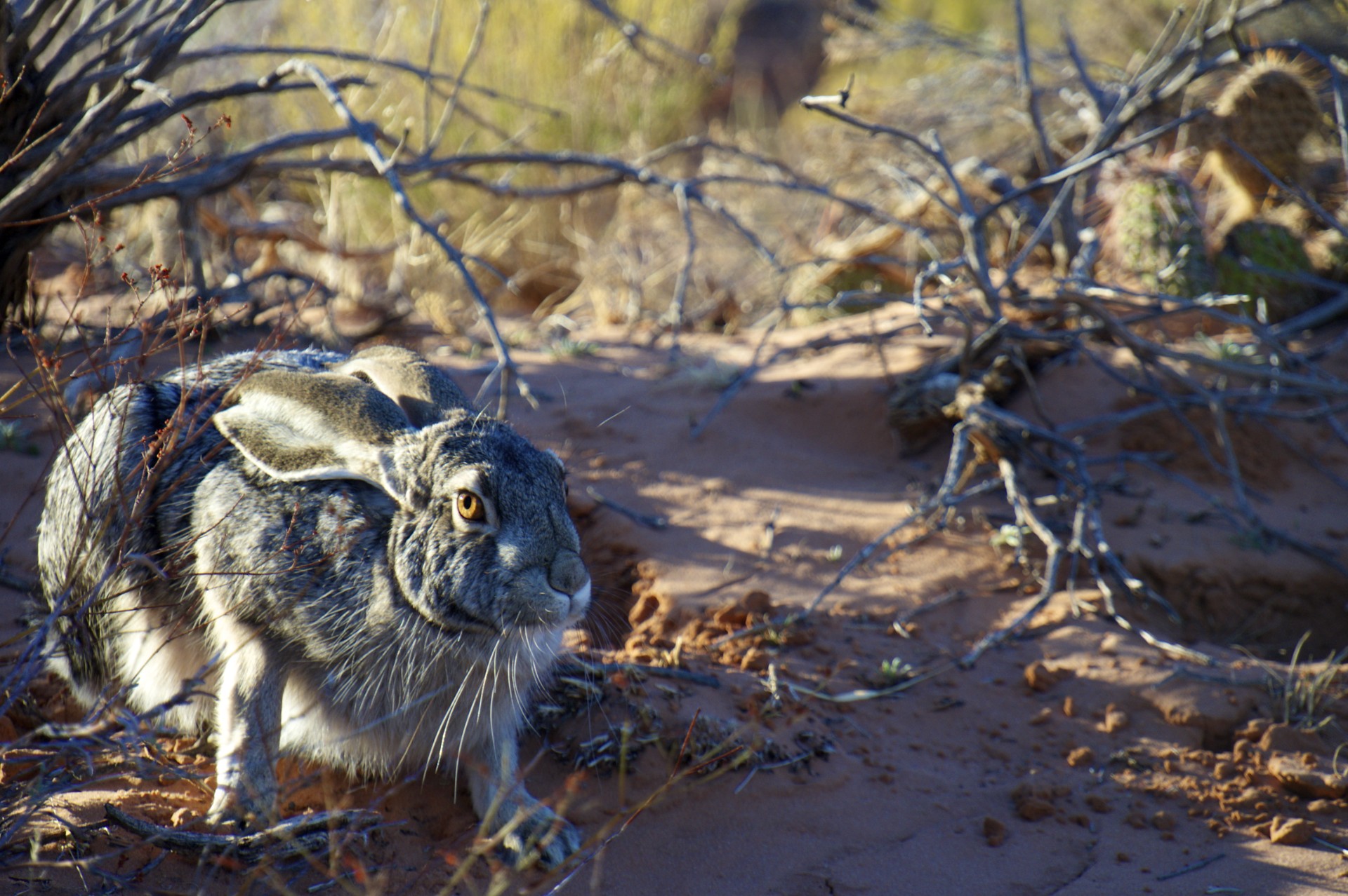 Desert Hare