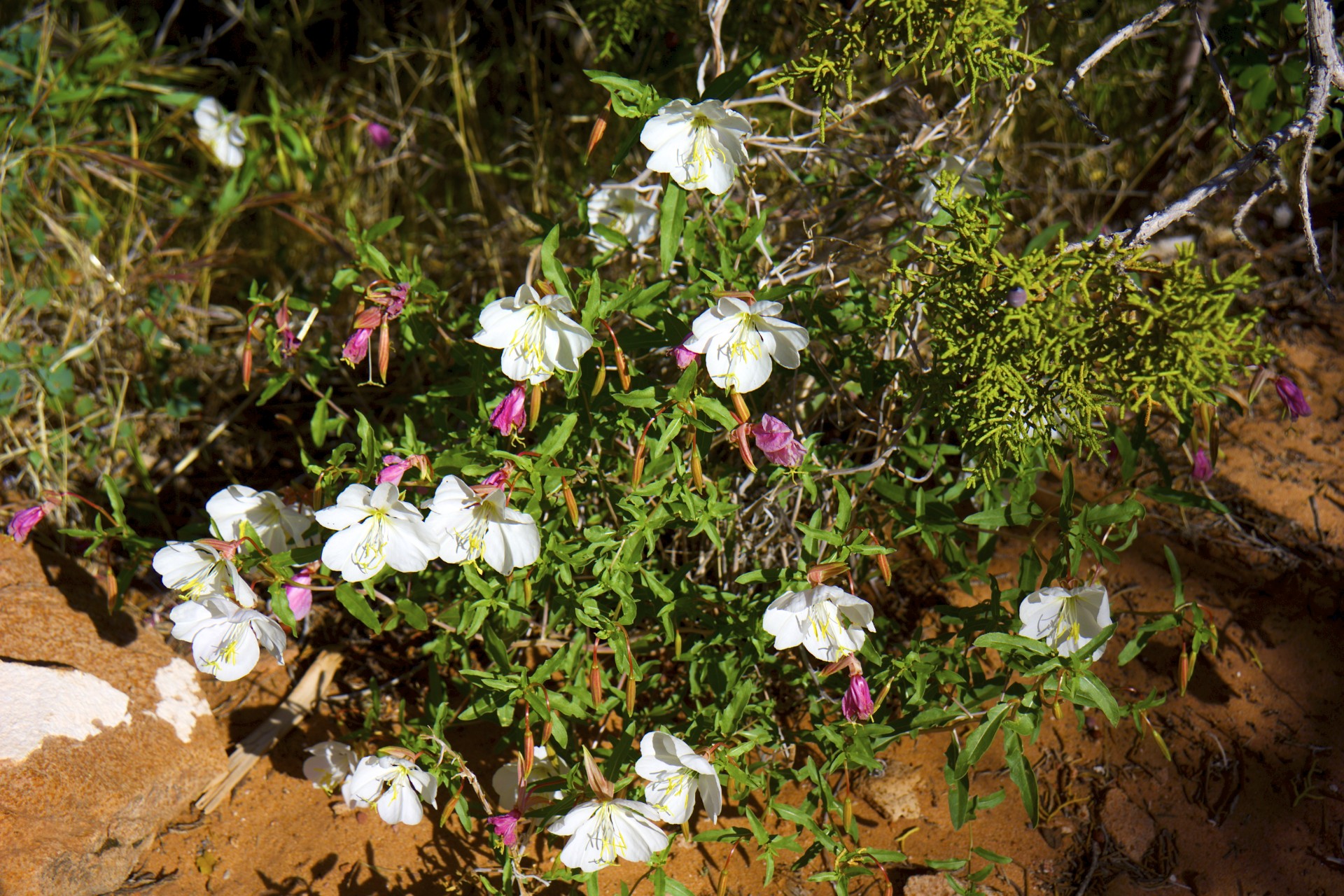 Flowers - gallery