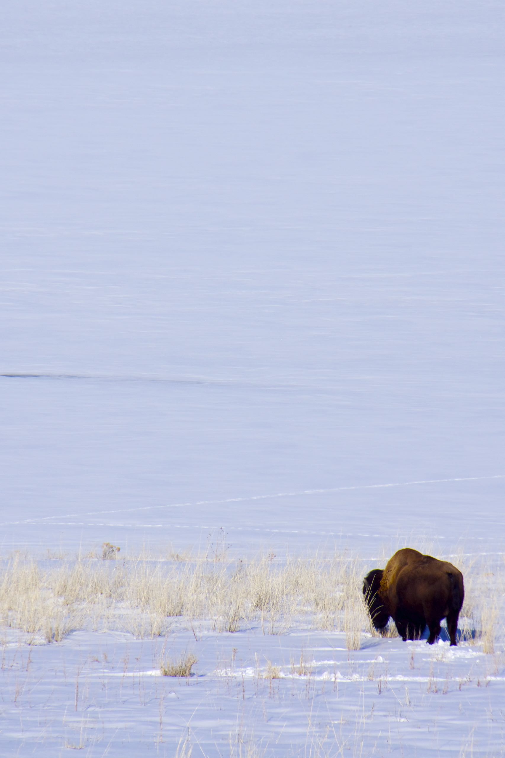 Hungry Hungry Bison - Version 2