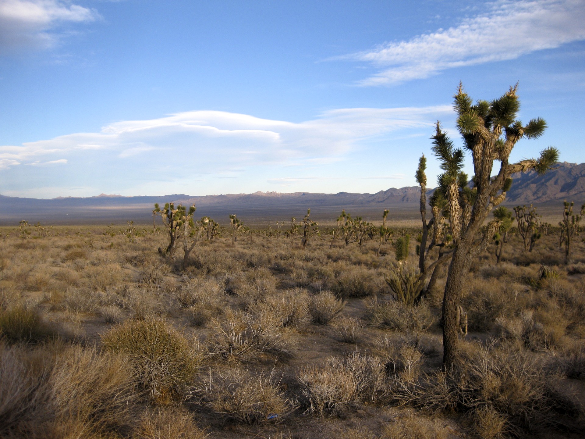 Joshua Trees - gallery