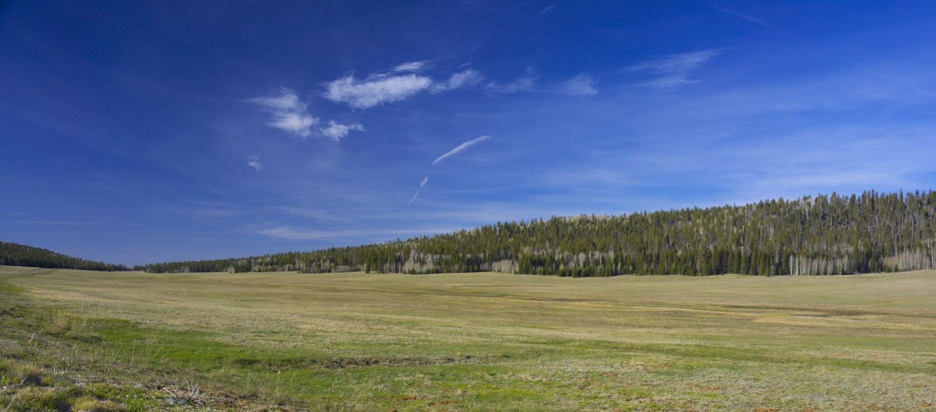 Kaibab Plateau Meadow - gallery