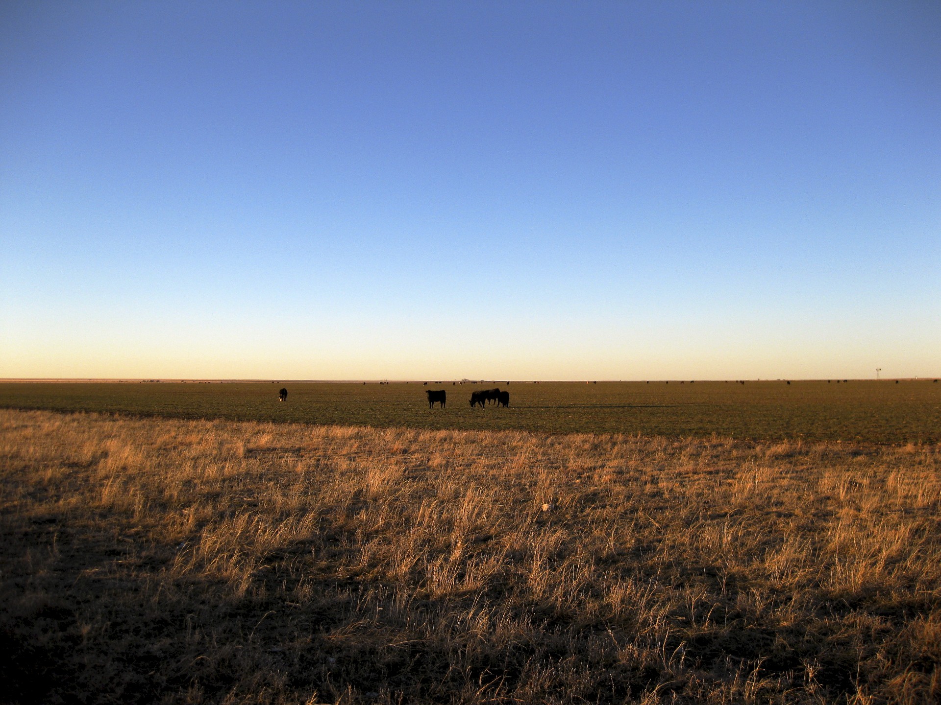 Llano Estacado Cattle