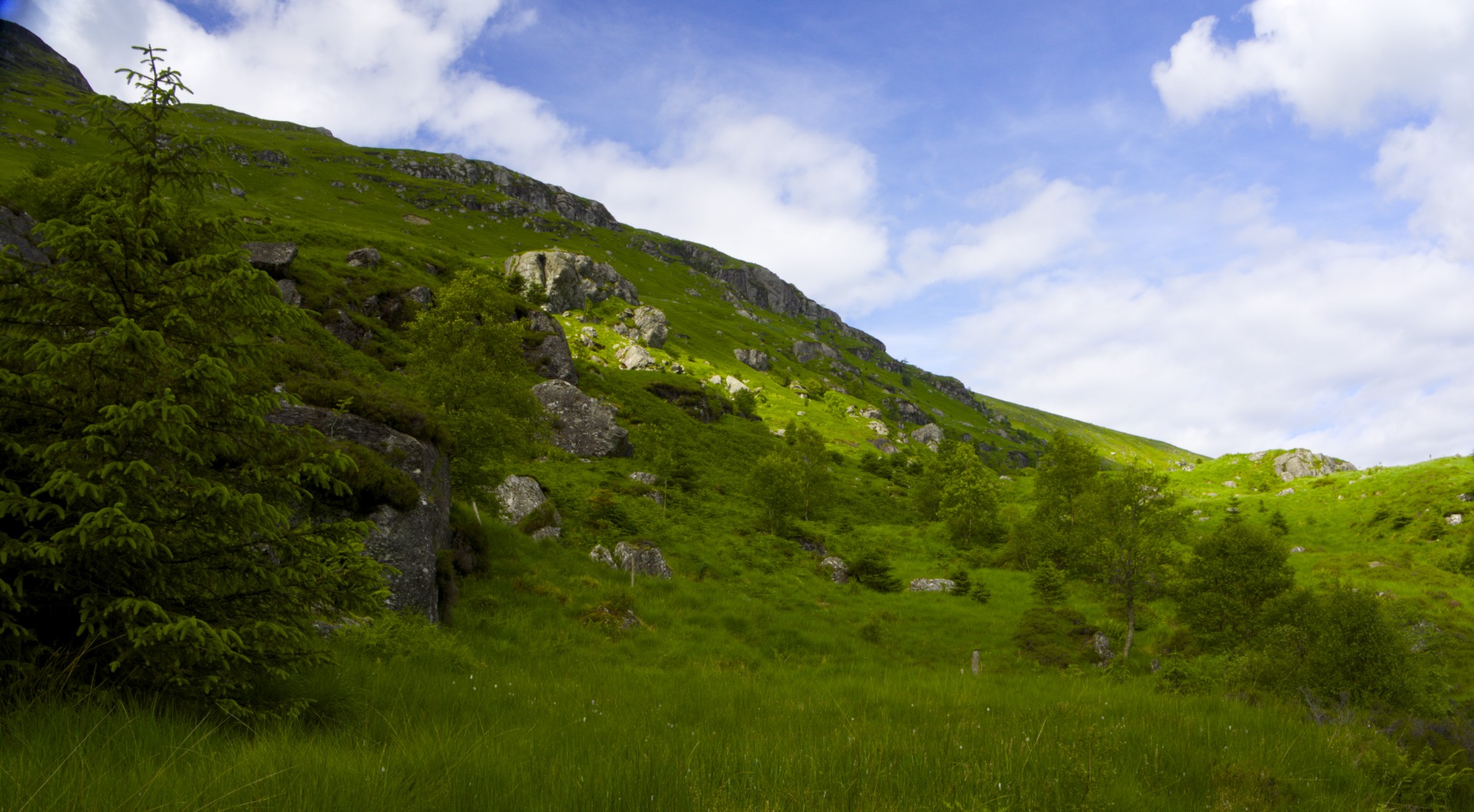 Meadow - gallery