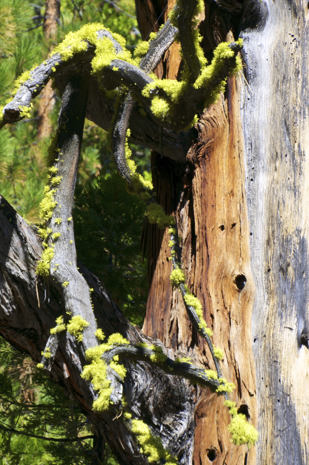Moss - gallery