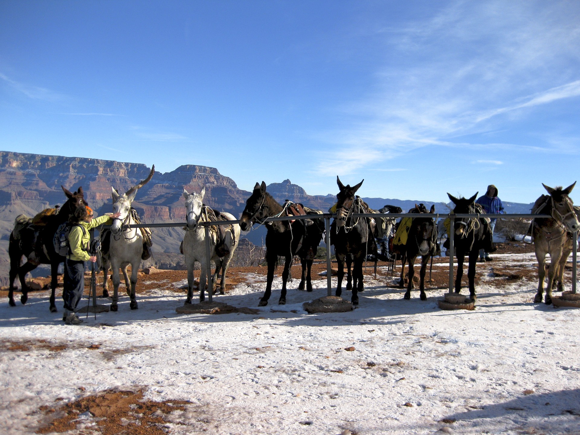 Mules at the Bar - gallery