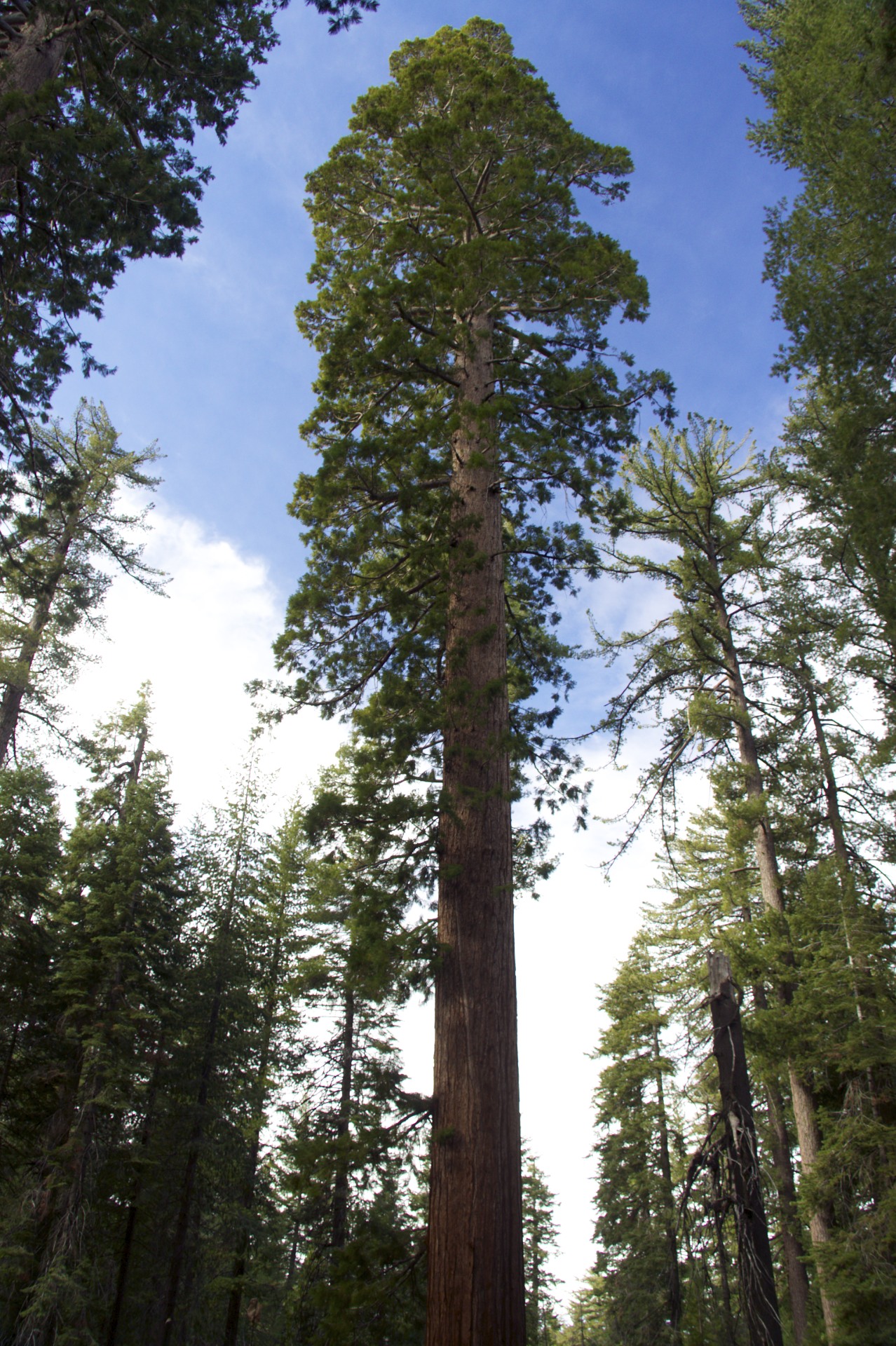 Sequoia - gallery