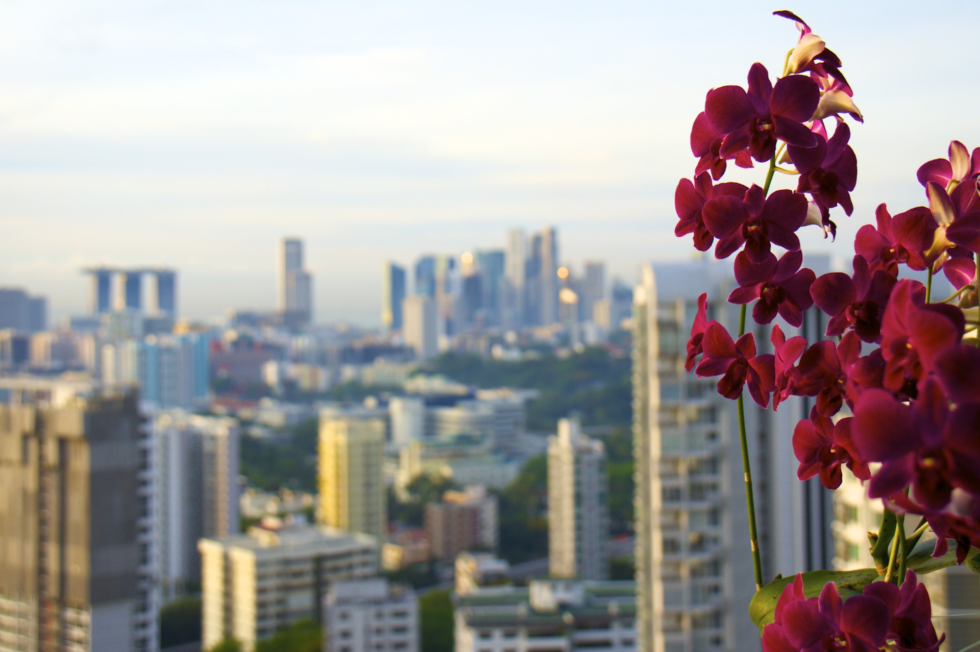 Singapore Orchids