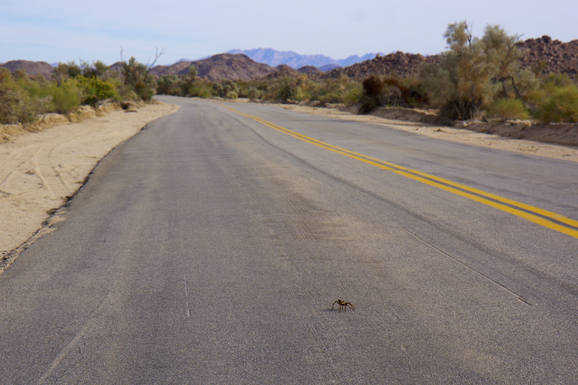Tarantula Crossing - gallery