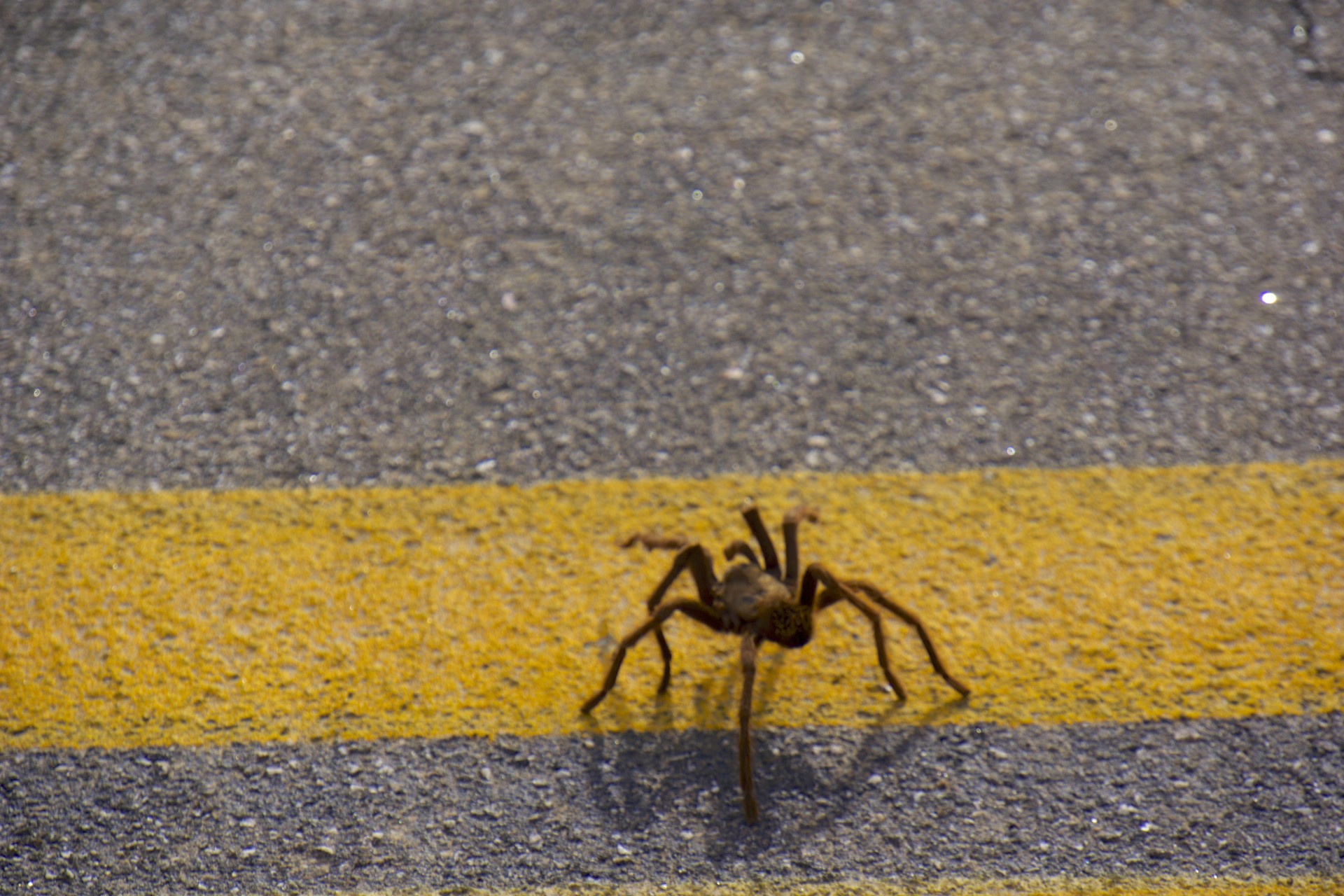 Tarantula - gallery