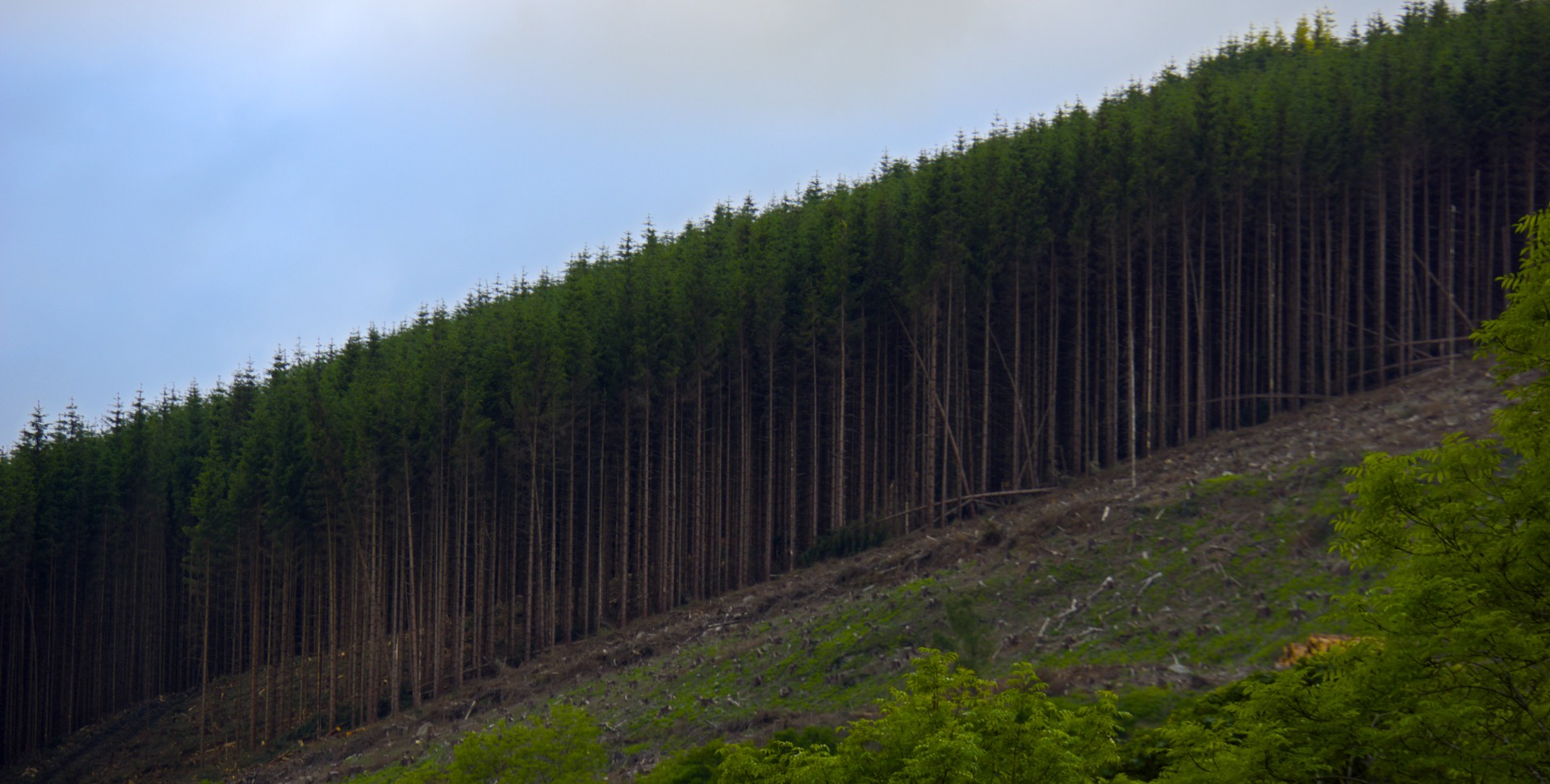 Tree Farm - gallery