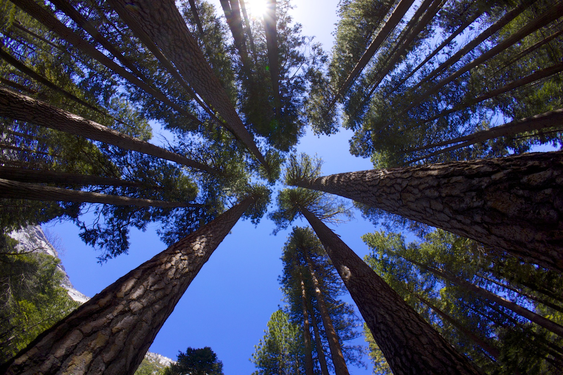 Trees - gallery
